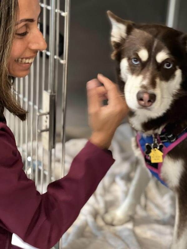 Veterinarian examining a dog border collie