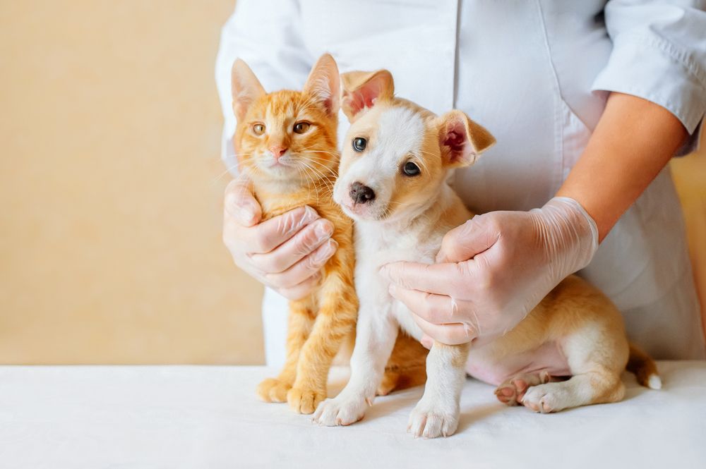 A cat and dog with a veterinarian for routine Exams