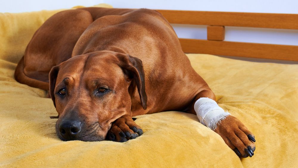 Laceration & Wound Repair Services in Renton, WA Happy Tails Animal