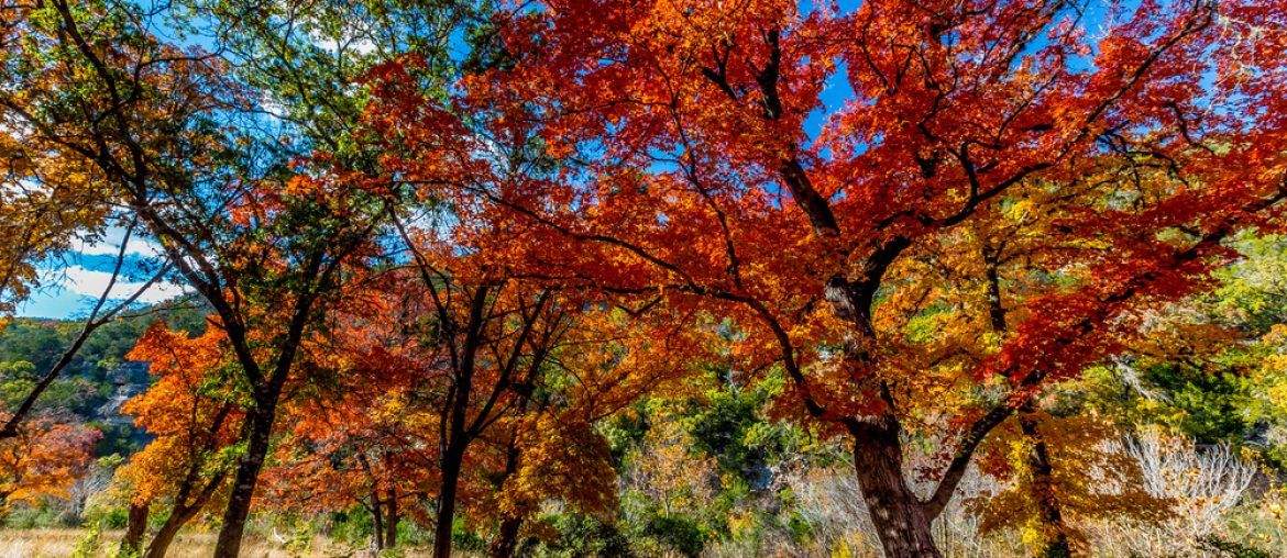 Beautiful,Bright,Colors,Of,Fall,Foliage,At,Lost,Maples,State