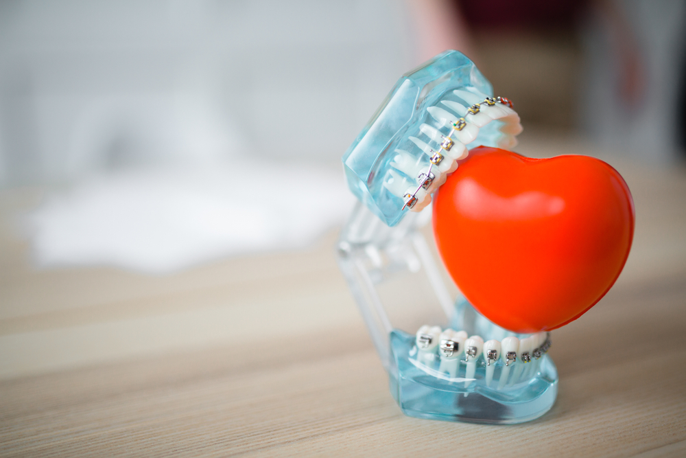 Close-up blue false jaw with metal dental braces holds a red heart on blurred background