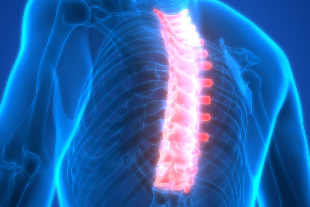 Spinal cord a Part of Human Skeleton Anatomy 3D