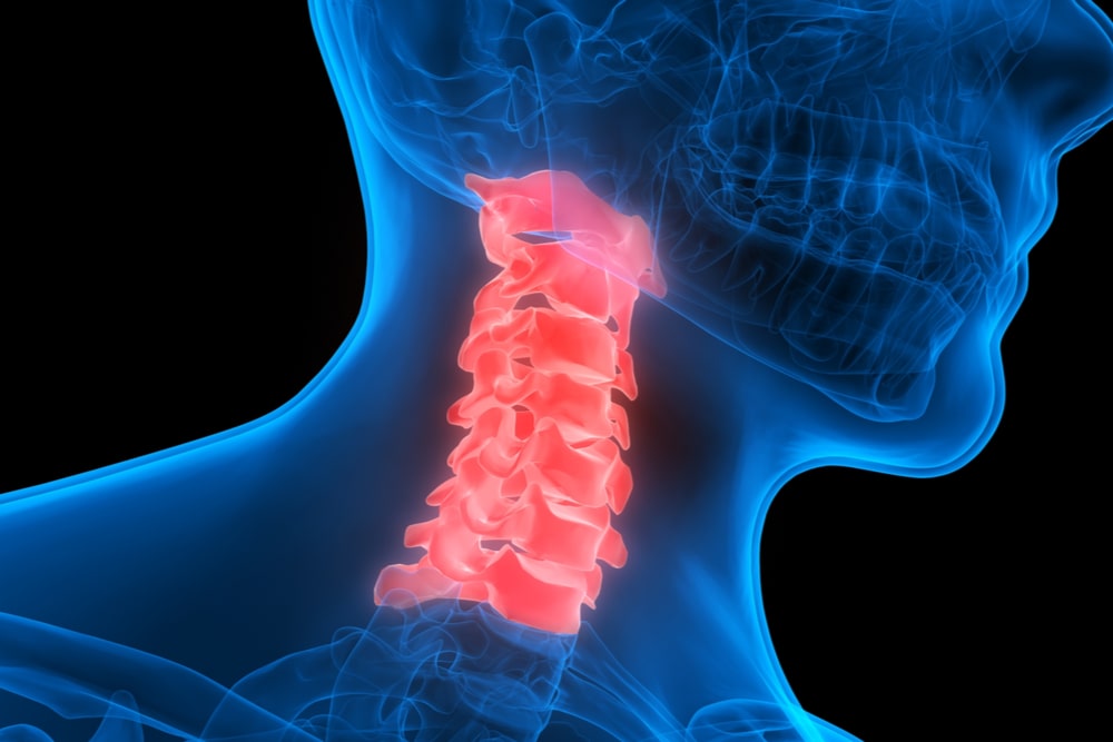 Spinal cord a Part of Human Skeleton Anatomy