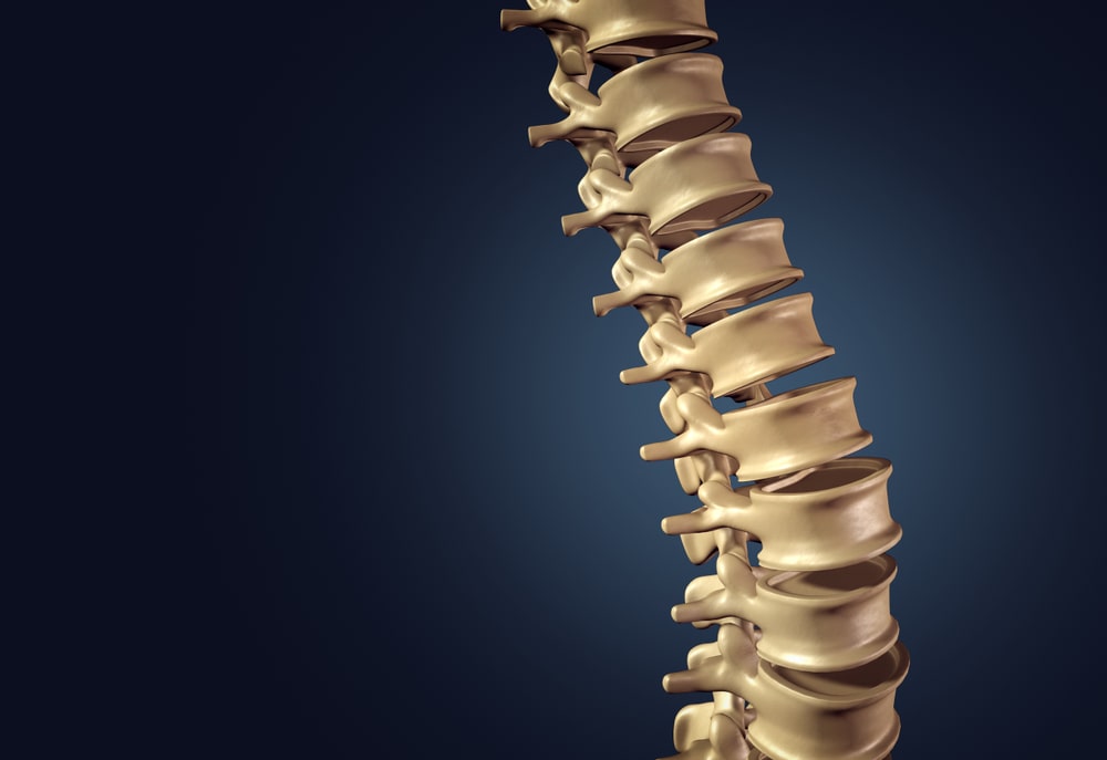 Skeletal human spine and vertebral column