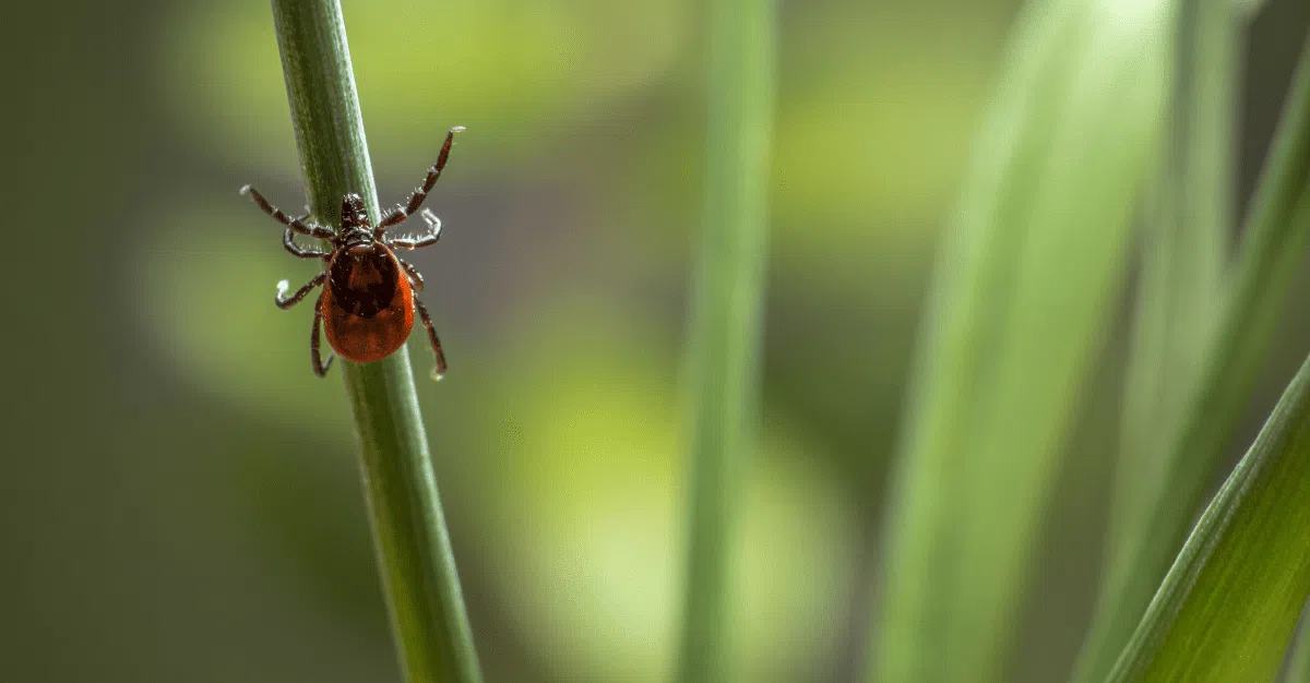 How To Protect Yourself From Ticks And Lyme Disease Holistic Integrative Wellness Centre