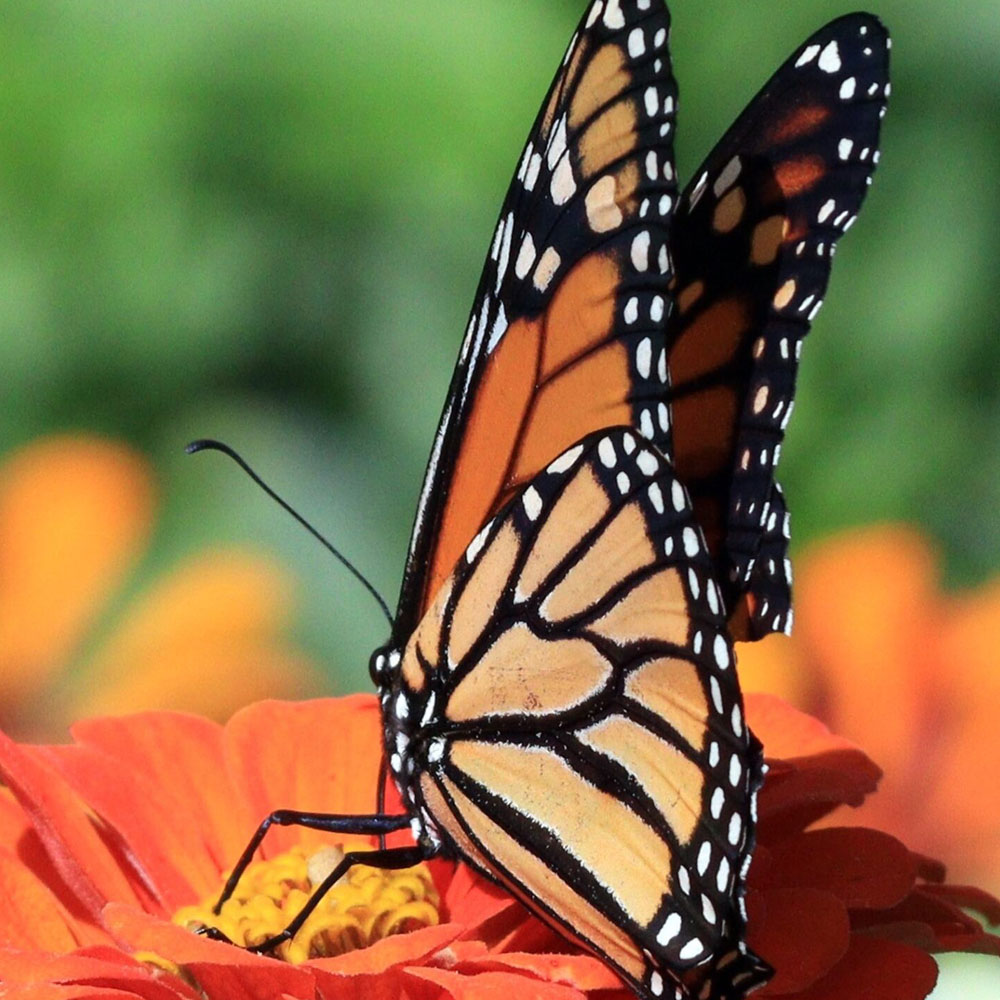 Monarch butterfly on a flower