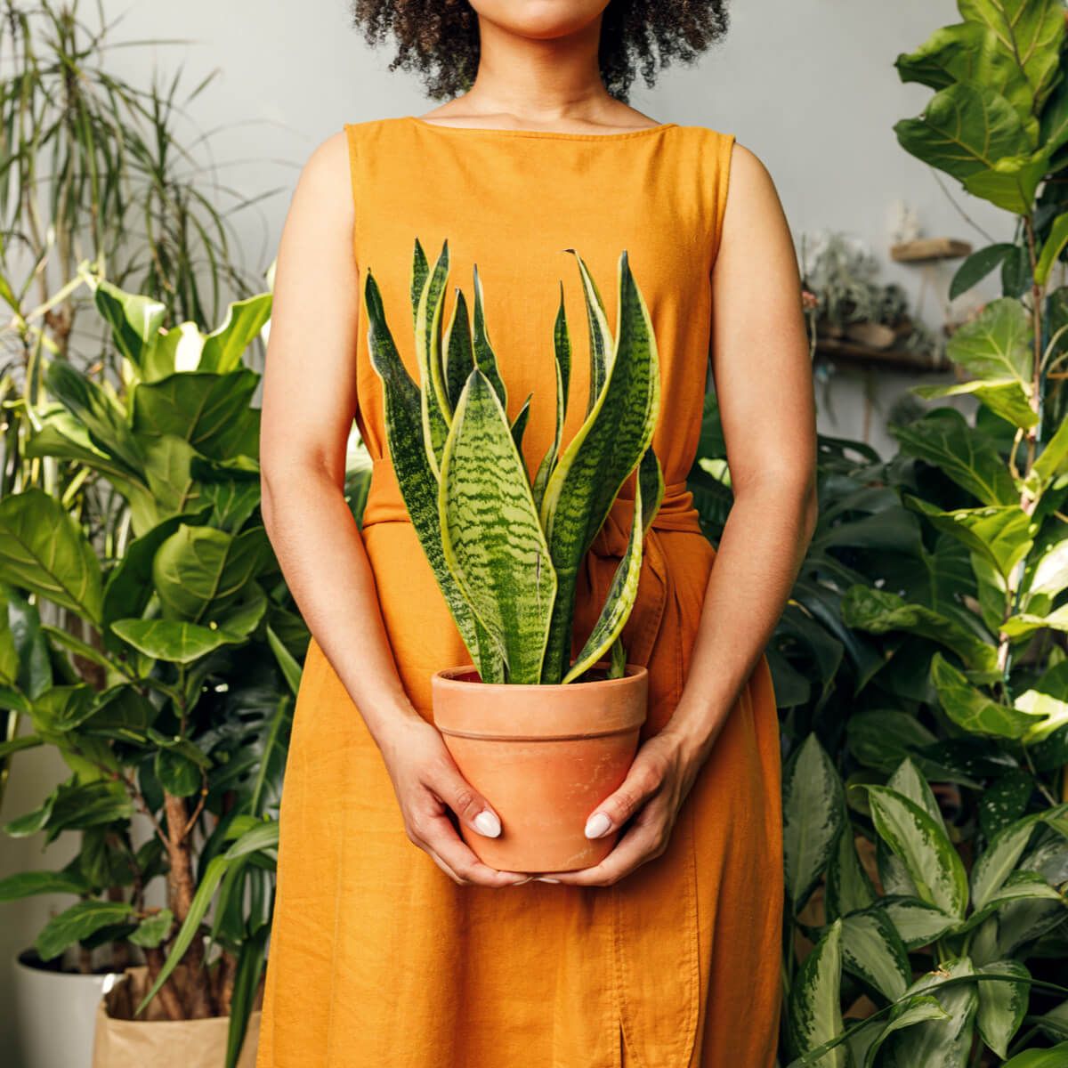 woman holding a pot with sansevieria plant