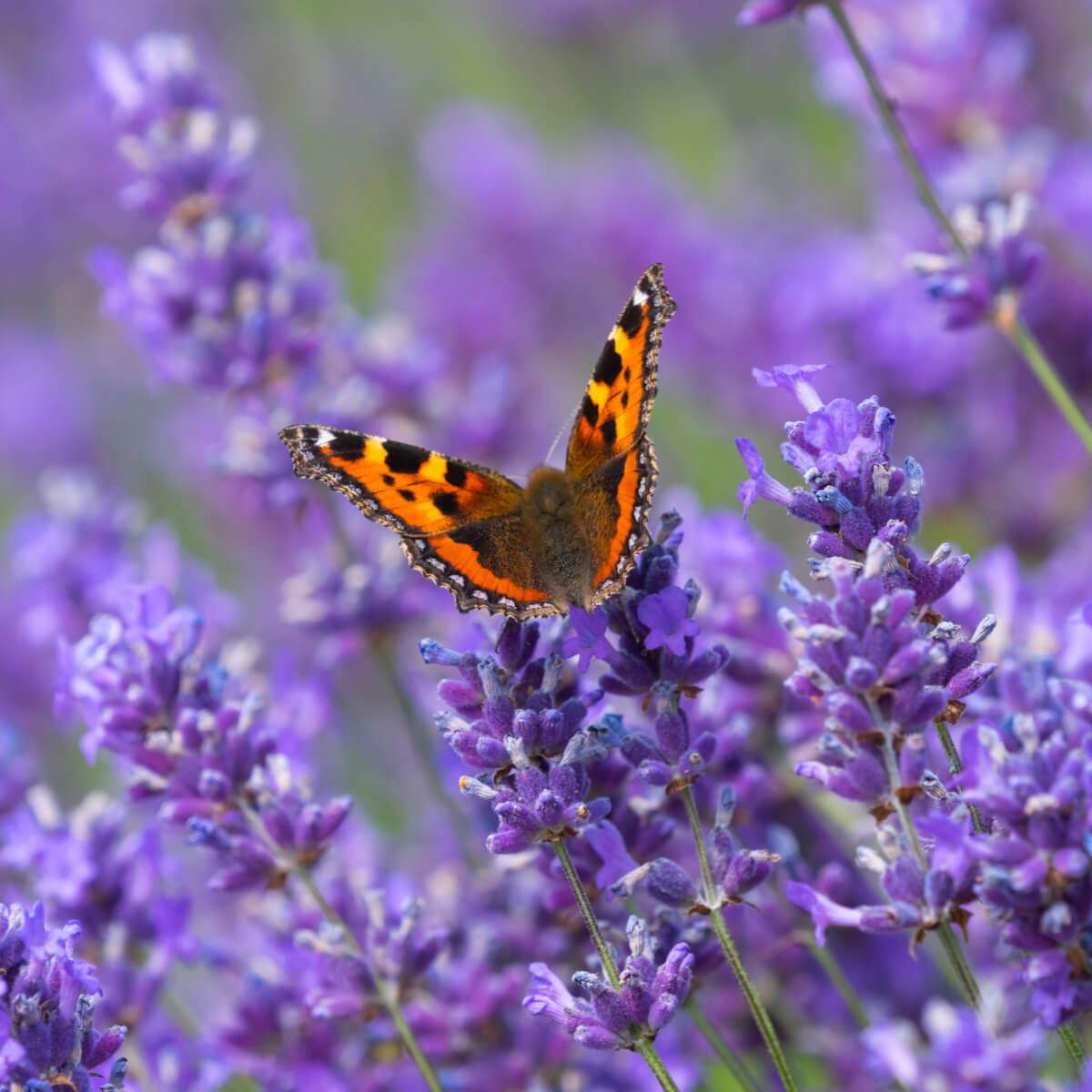 Small tortoiseshell butterfly on lavender