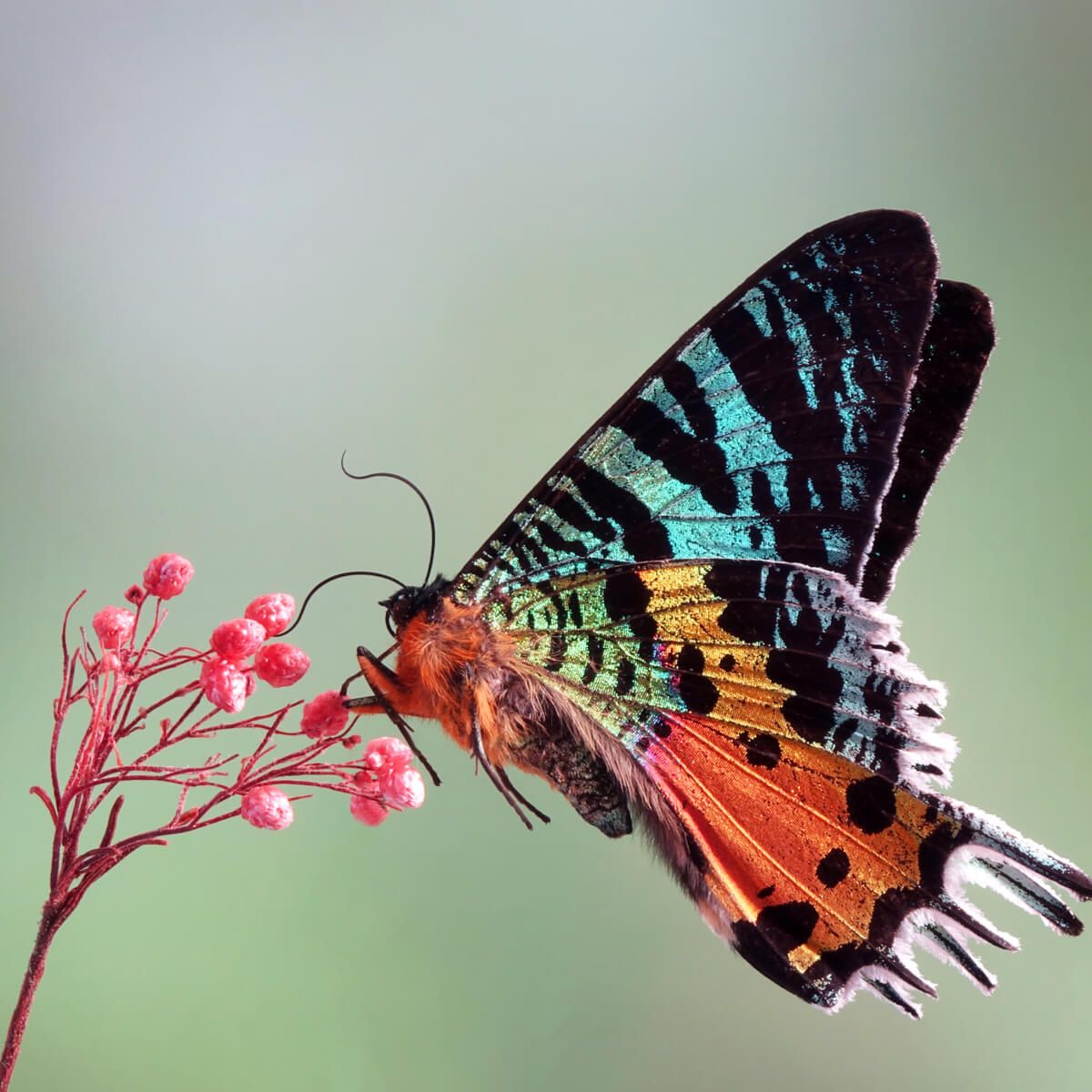 beautiful Butterfly on flowers