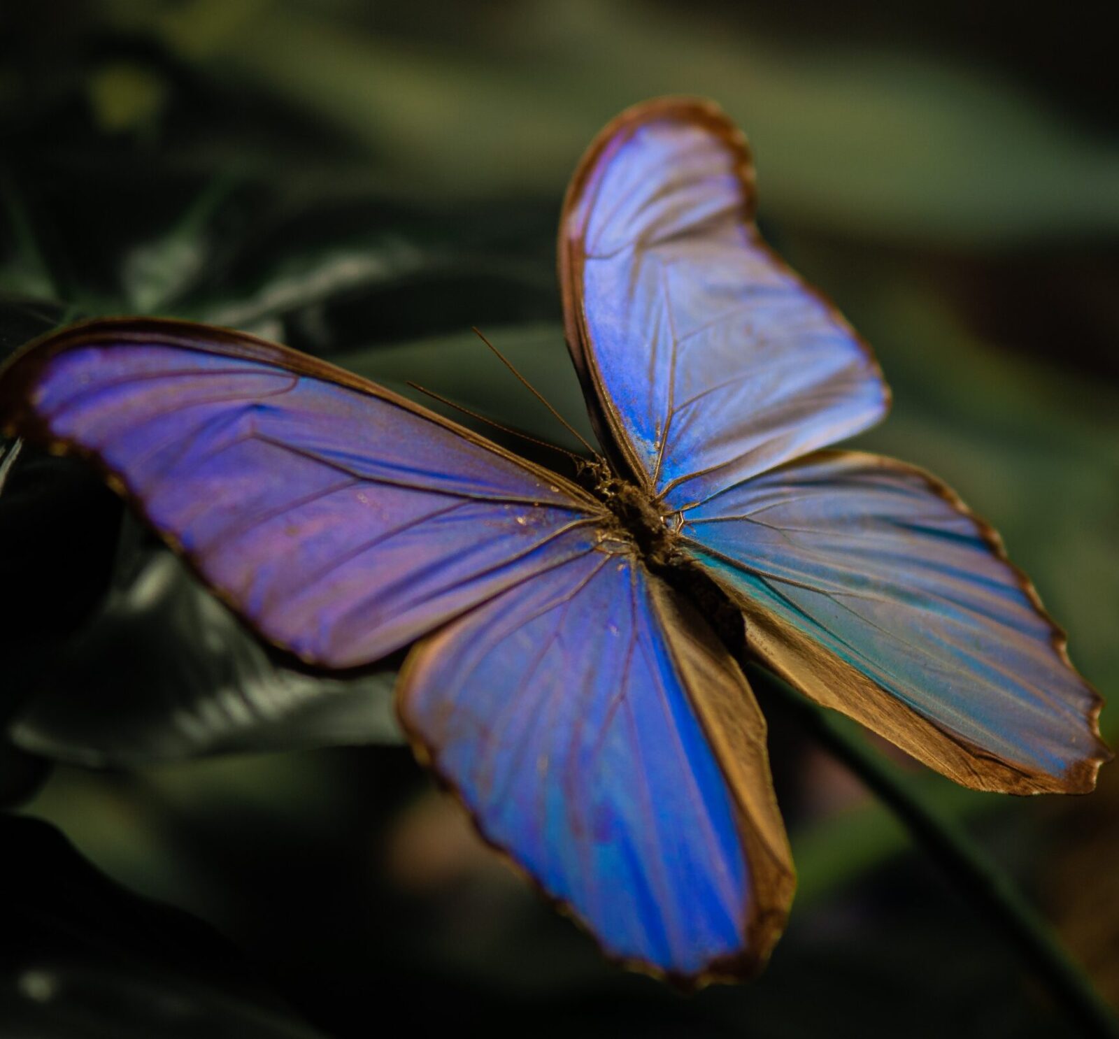 Beautiful butterfly