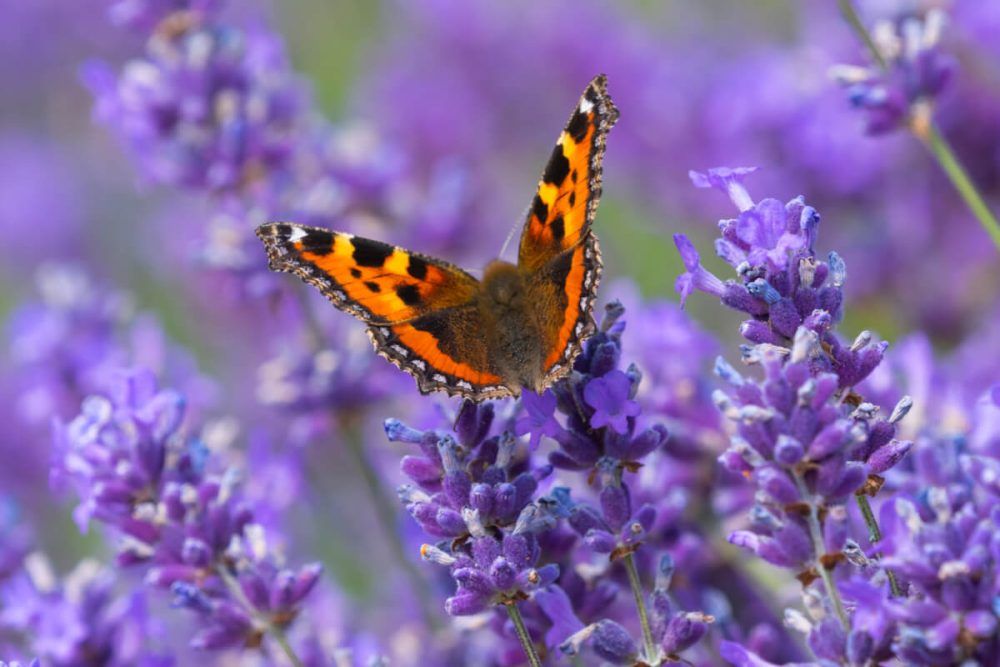 Small tortoiseshell butterfly on lavender