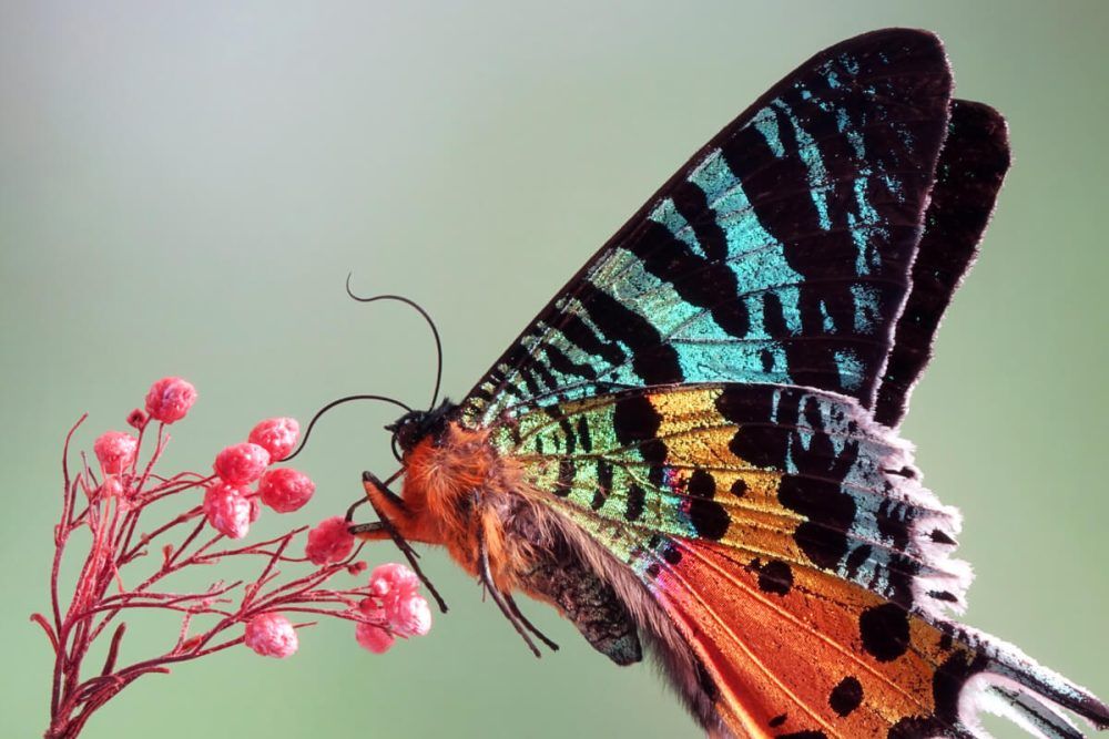 beautiful Butterfly on flowers
