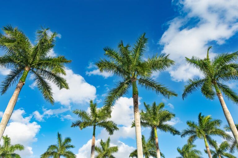 Rows of beautiful palm trees on blue sky.