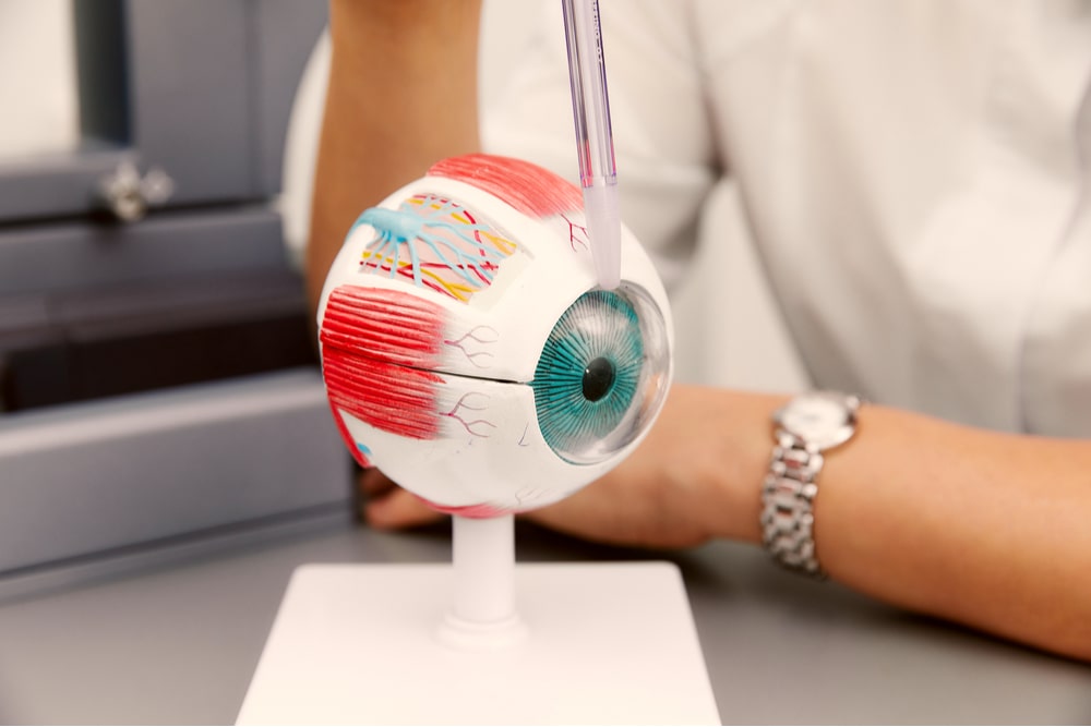 Enlarged anatomical eye model and laboratory samplers