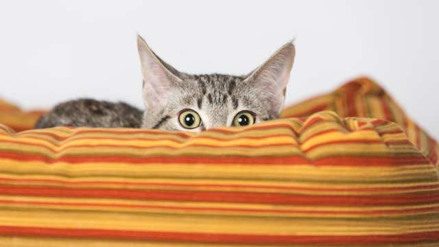 A small fluffy ginger kitten peeks out of a wicker basket. The kitten is hiding.