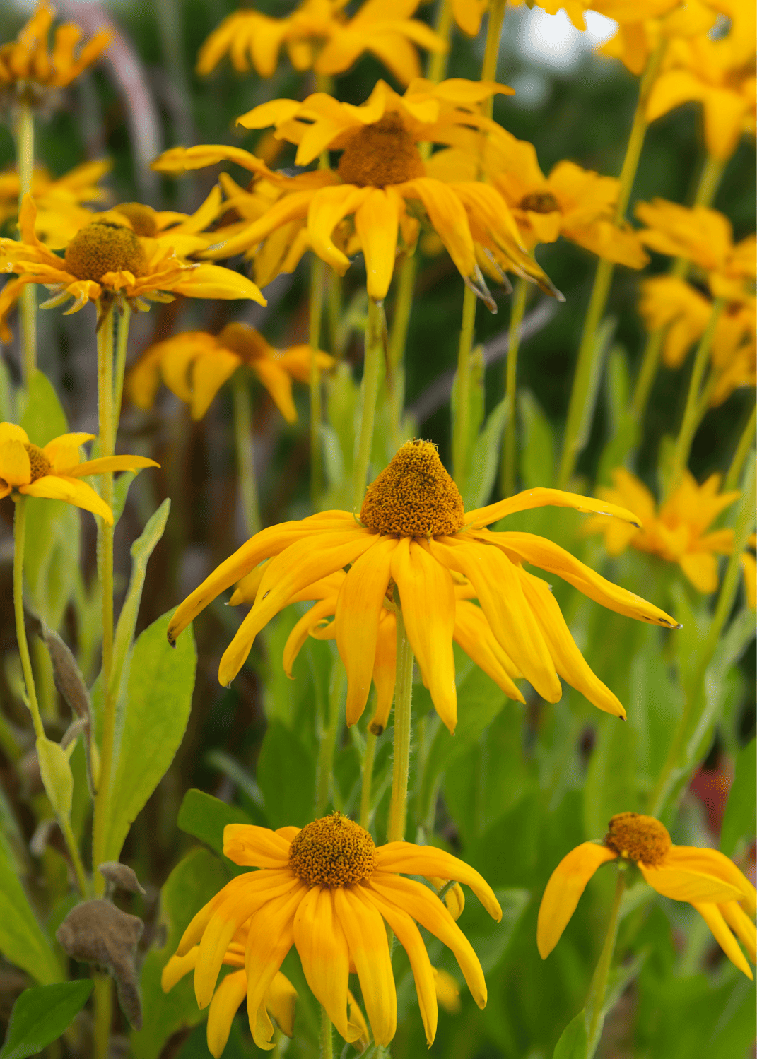 Close-up of yellow flowers outside therapy office in Roanoke, Virginia that provides IFS consultation.