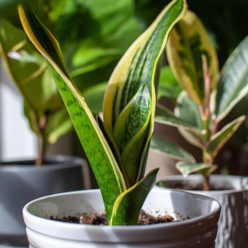 A young growing snake plant