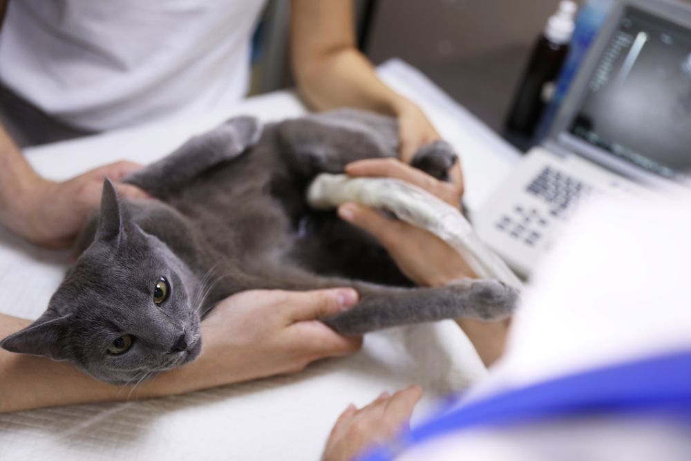Grey,Cat,Having,Ultrasound,Scan,In,Veterinary,Clinic,,Closeup