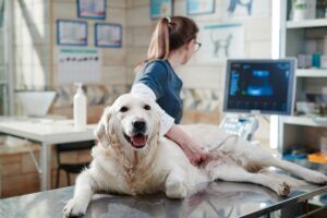 Doctor,Performing,An,Ultrasound,Scan,On,Dog