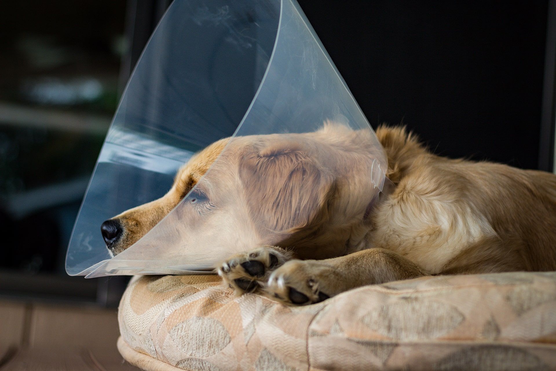 Tired Golden Retriever puppy wearing the "cone of shame" after surgery