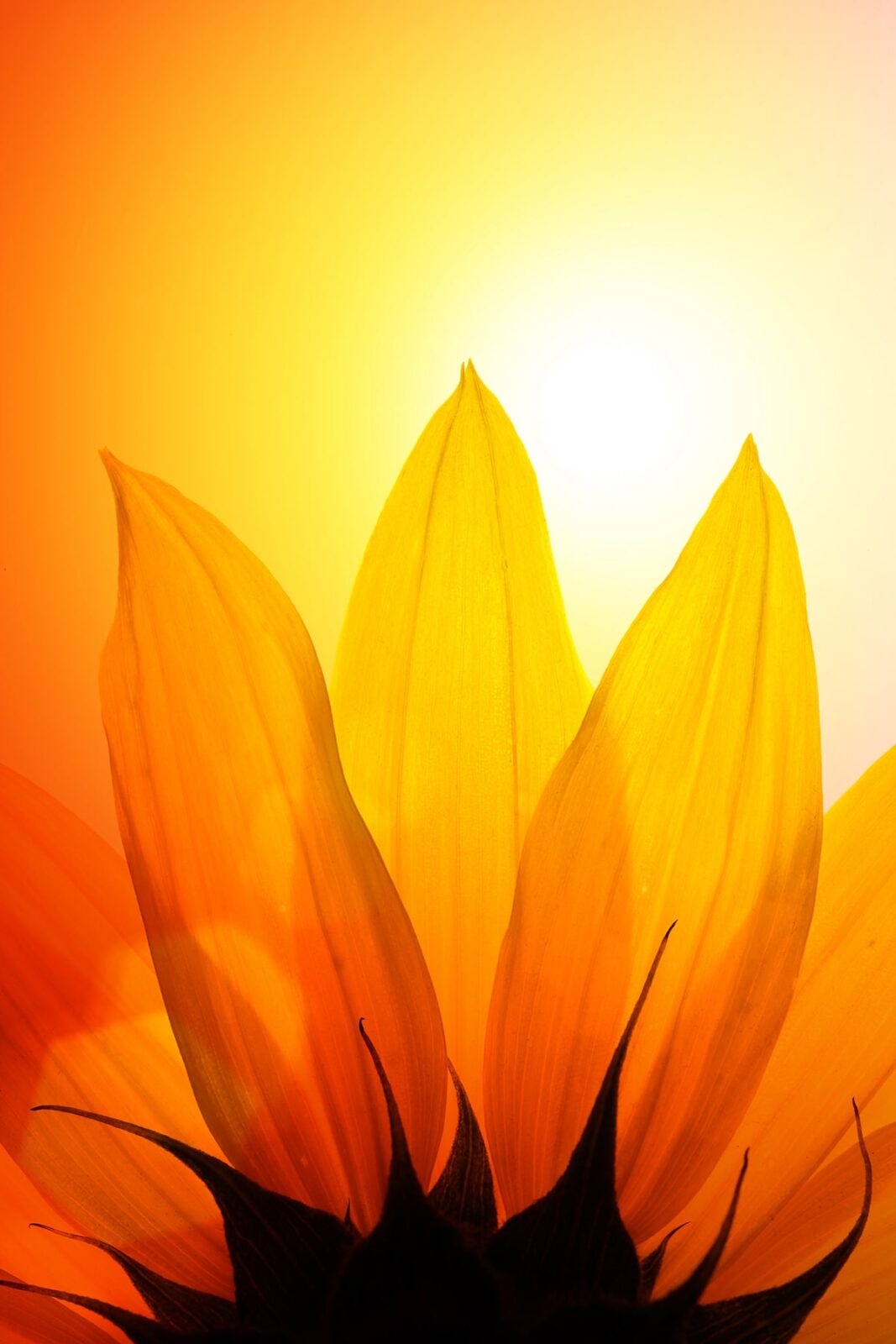 Close-up of sunflower over sunset sky