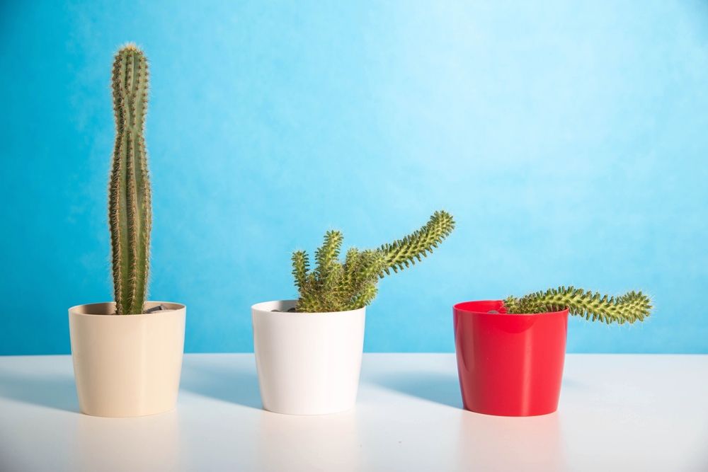 Pots,With,Different,Cacti,On,A,Blue,Background.,The,Concept