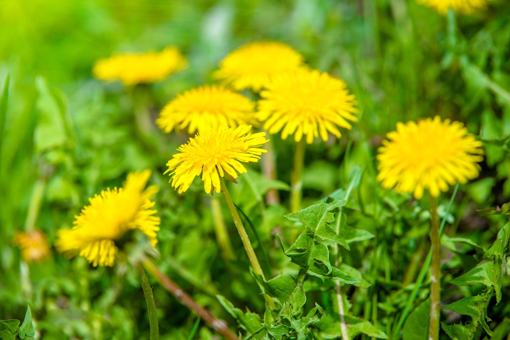 Seasonal Allergies in Children What Parents Should Know